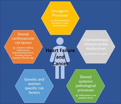 The intersection of heart failure and cancer in women: a review